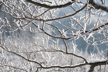 Frozen branches