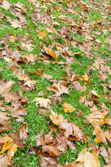 A green grass and autumn leaves carpet