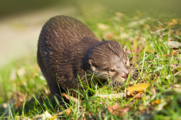 Otter is walking in the grass