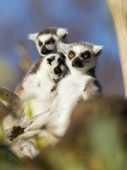 Ring-tailed lemur (Lemur catta)