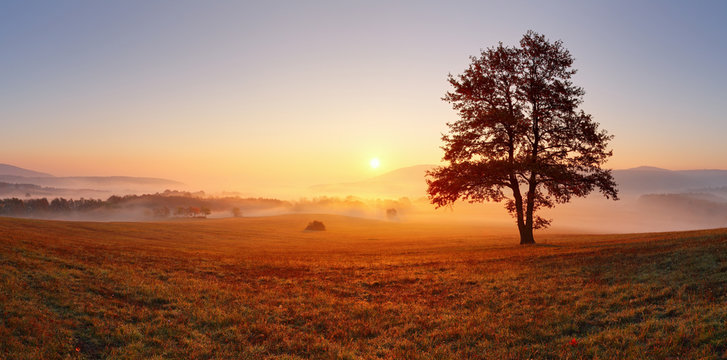 Alone tree on meadow at sunset with sun and mist - panorama © TTstudio