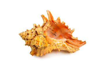 Fototapeta premium sea shell isolated on white