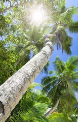 Tuinposter Palm forest. Sun light through treetops. © Igor Chaikovskiy