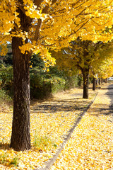 row of trees with yellow leaves ginkgo