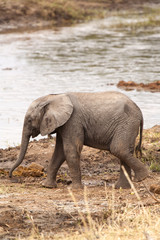 Fototapeta premium Elephant Baby