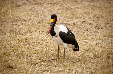 Saddle billed Stork_7308
