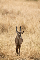 Defassa Waterbuck 7312