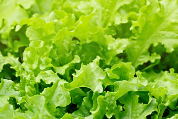 Fresh, green, natural, not collected salad leaves on a bed