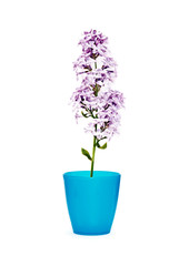 beautiful lilac flowers in a blue pot isolated on white