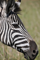 Fototapeta na wymiar Zebra szukają inteligentnych