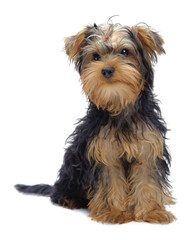 Portrait of laying puppy of yorkshire terrier