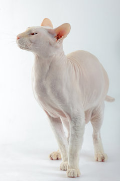 Peterbald cat, Oriental Shorthairl on white Stock Photo | Adobe Stock