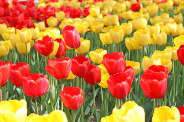 Obraz premium Bright red and yellow tulips on a sunny spring day