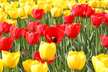 Bright red and yellow tulips