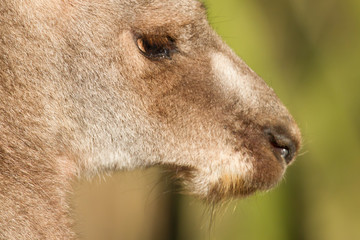 Fototapeta premium Close-up of an adult kangaroo