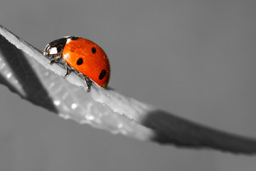 Ladybug on a leaf
