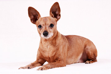 Miniature Pinscher