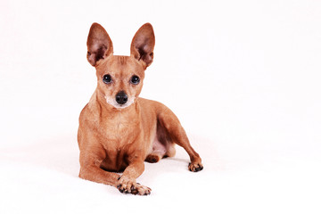 Miniature Pinscher