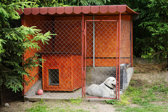 Dog In The Kennels