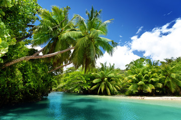 lake and palms, Mahe island, Seychelles - obrazy, fototapety, plakaty
