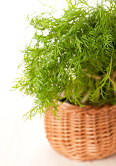 Fresh dill in a basket