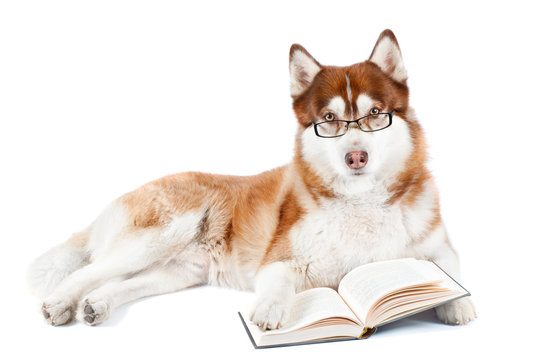 brown siberian husky dog reading book in glasses