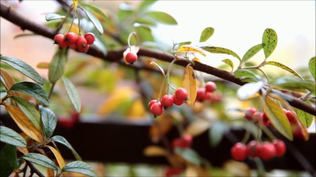 Red berries