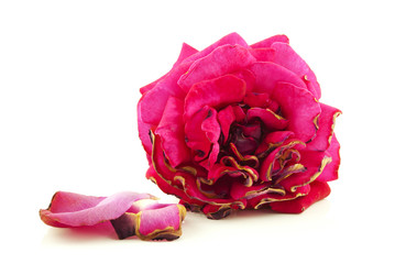 Withered rose 3