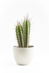 cactus en macetero