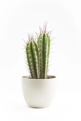 Foto op Aluminium ingemaakte cactus © Photographica