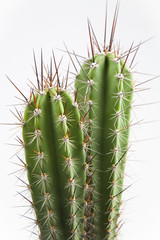 Cactus con espinas