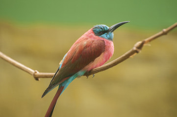 Northern carmine bee-eater