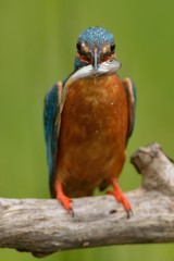 Kingfisher