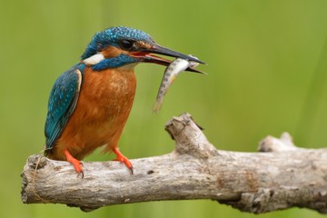 Kingfisher