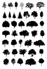 Obraz premium tree silhouette vector