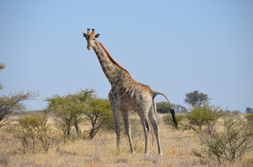 Giraffe