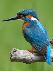 Kingfisher