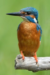 Kingfisher