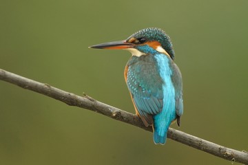 Kingfisher