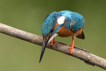 Kingfisher