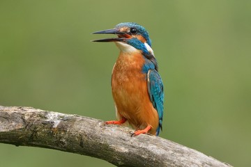 Kingfisher