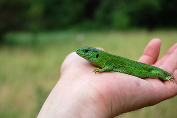 Lizard