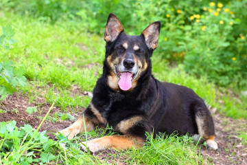 Black shepherd dog