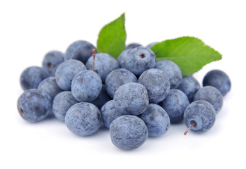Sloe