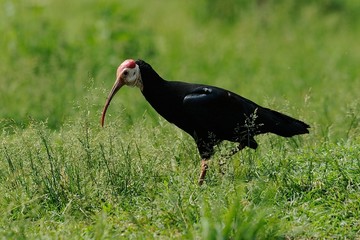 Ibis eremita