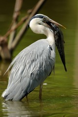 Airone con pesce in bocca