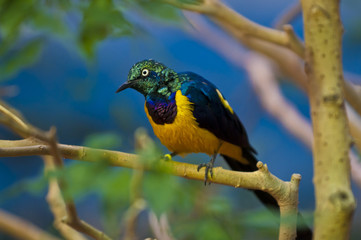 Golden-breasted Starling