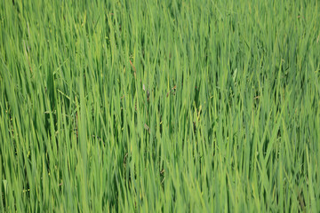 green rice field texture