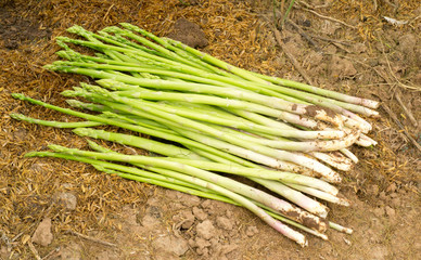 asparagus on soil background