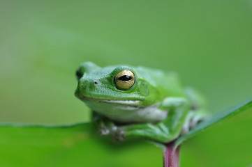 シュレーゲルアオガエル